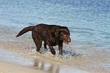 LABRADOR 580
